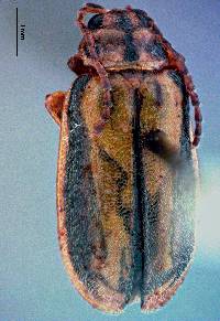 Xanthogaleruca luteola image
