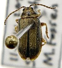 Xanthogaleruca luteola image