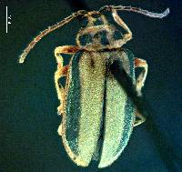 Xanthogaleruca luteola image