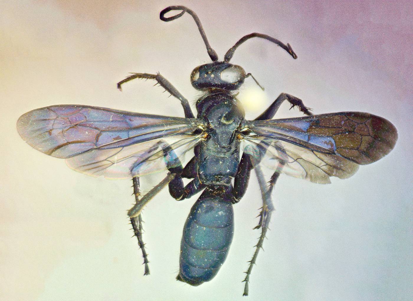 Pompilidae image