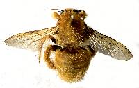 Xylocopa sonorina image