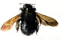 Xylocopa sonorina image