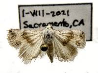 Image of Eublemma minima