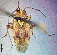 Image of Lygus hesperus