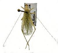 Oecanthus rileyi image