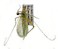 Oecanthus rileyi image