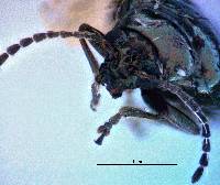 Altica prasina image