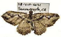 Costaconvexa centrostrigaria image