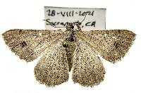 Image of Digrammia californiaria