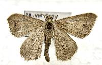 Image of Semiothisa muscariata