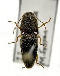 Conoderus exsul image