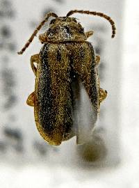 Xanthogaleruca luteola image