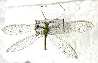 Chrysopa nigricornis image