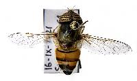 Eristalinus taeniops image