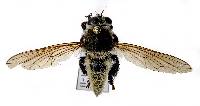 Mallophora fautrix image