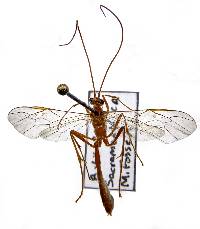 Image of Enicospilus purgatus
