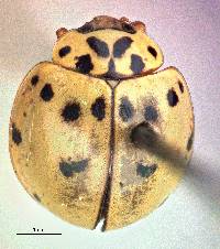 Olla v-nigrum image