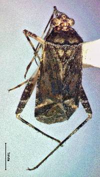 Image of Phytocoris relativus