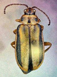 Image of Xanthogaleruca luteola