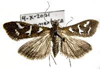 Image of Diastictis fracturalis