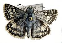 Pyrgus communis image
