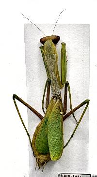 Stagmomantis limbata image