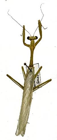 Stagmomantis limbata image