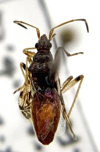 Ozophora occidentalis image