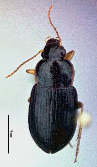 Image of Notiobia purpurascens