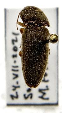 Conoderus exsul image