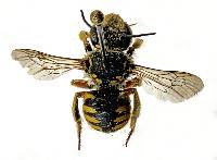Anthidium manicatum image