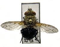 Archytas apicifer image