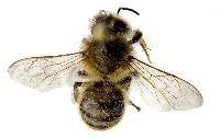 Apis mellifera image