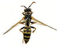 Polistes dominula image