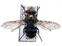 Peleteria anaxias image