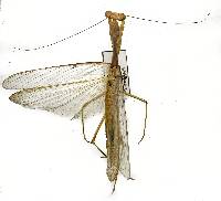 Image of Stagmomantis limbata