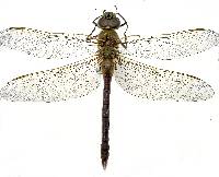 Anax junius image