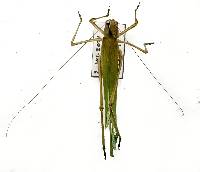 Scudderia furcata image