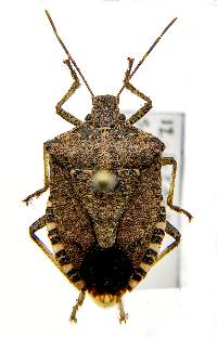 Image of Halyomorpha halys