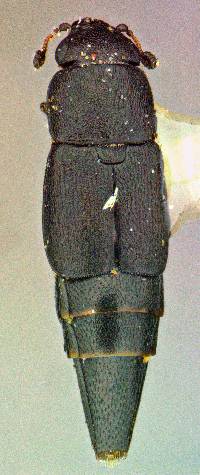 Image of Conotelus mexicanus