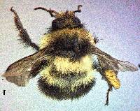 Bombus melanopygus image