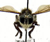 Mallophora fautrix image