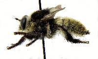 Mallophora fautrix image