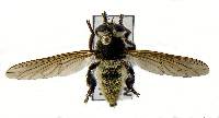 Mallophora fautrix image