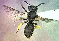 Image of Panurginus occidentalis