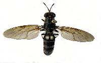 Hermetia illucens image