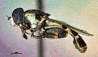 Syritta pipiens image