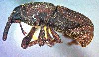 Image of Sitophilus oryzae