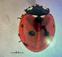 Coccinella septempunctata image