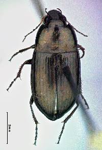 Image of Amara aenea
